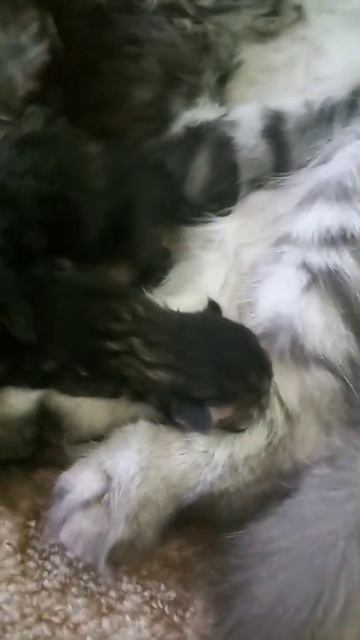 она только вчера родились котята Поставьте лайк кому жалко котят их надо уже забирать другой хозяйк смотреть онлайн