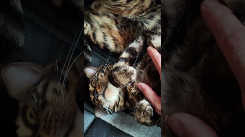 Bengal cat relaxing.                                     #cutecat #bengal