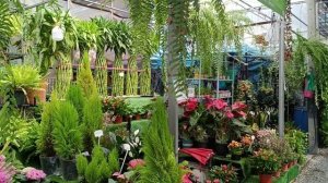 Цветочный рынок в Паттайе Klongtom Market Pattaya