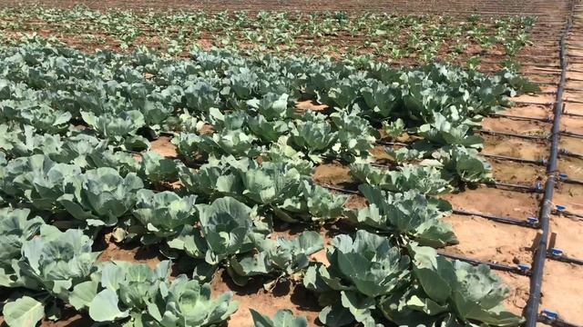 Cultura de varza Autumn Queen f1 смотреть онлайн