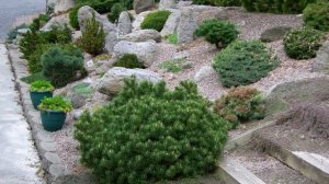 Растения, которые можно посадить на склоне: укрощаем рельеф!🤠 #ландшафтныйдизайн #идеидлядачи #дача