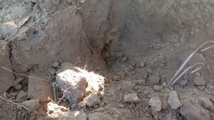 Как поймать слепыша на крючок/ День 2-й, утро/ Проверка ловушки и результат/