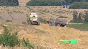 Элита полегла на землю.  Проливные дожди с ветрами усложнили уборку аграриям района