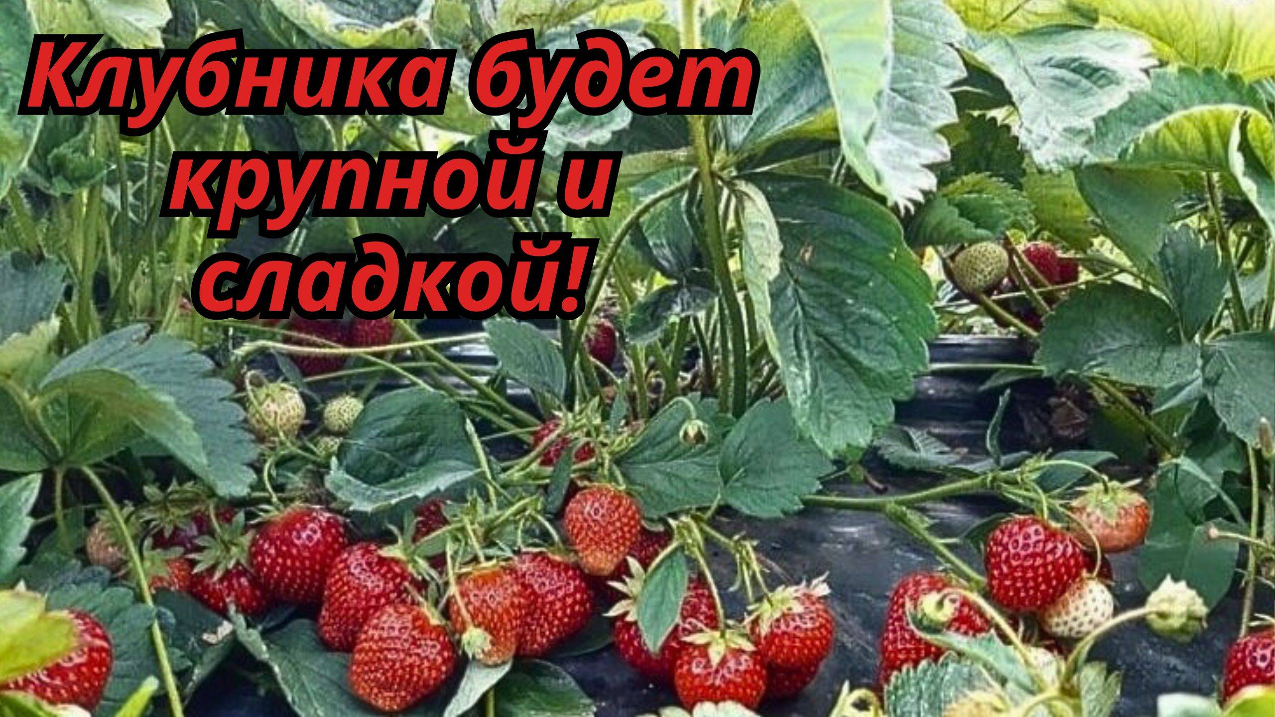🍓 Подкормка клубники весной – секреты богатого урожая!