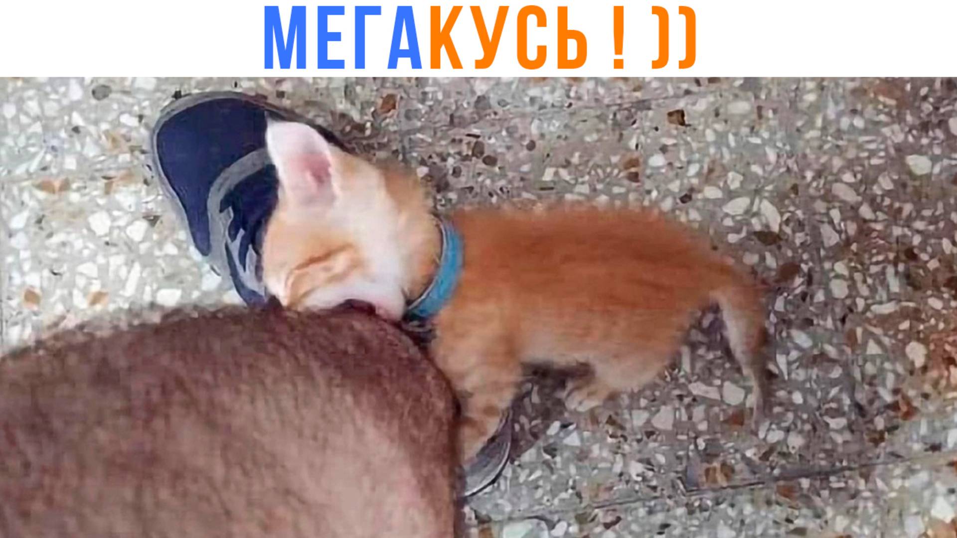 МЕГАКУСЬ ОТ МИКРОКОТИКА ))) Приколы с котами | Мемозг 1592
