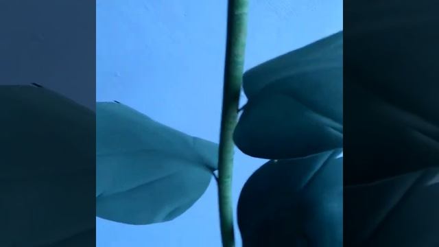 Ateliê flores gigantes tricotando com a sol смотреть онлайн