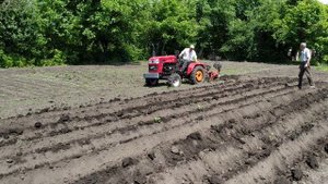 Минитрактор Шифенг СФ-240,окучивает картошку на плохо вспаханом огороде