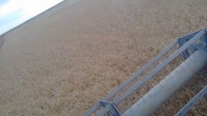 Уборка риса