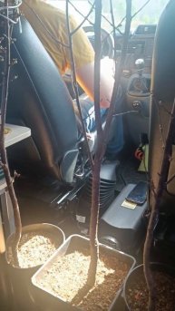 Автодом с кустарником