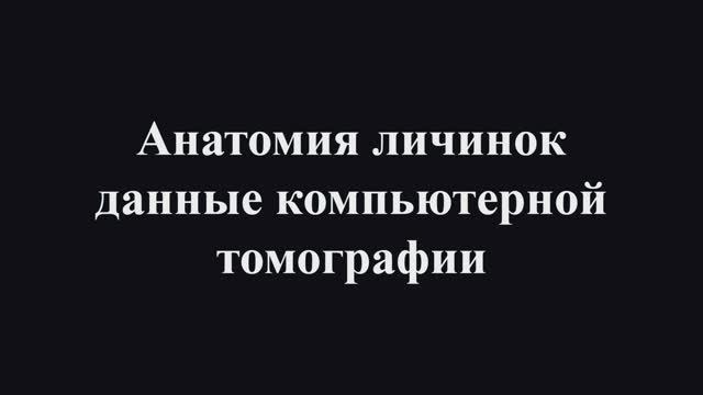Изучение анатомии мелких объектов на примере личинок с помощью микротомографии