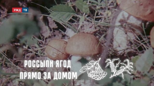 Природа БАМа