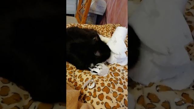 Страшный зверь и бумажные полотенца / Our Cat Matyusha vs Paper Towels смотреть онлайн