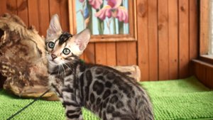 Бенгальский котенок