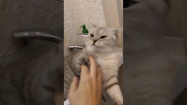 27.11.2022 Кошки- плошки