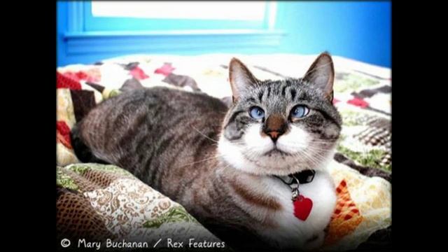 Самые необычные коты !( слайд шоу ) смотреть онлайн