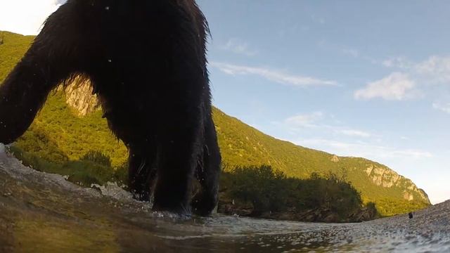 SUPER CLOSE GRIZZLY AND CUBS, GOPRO HD смотреть онлайн