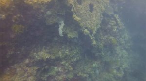 The Buzzz Dive Shop Bohol Panglao Fisherman Wreck