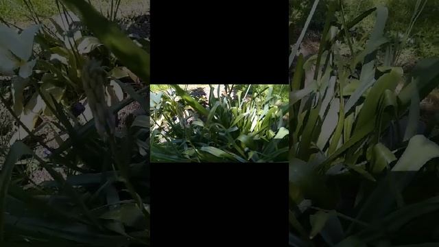 цветет великолепная Камассия!