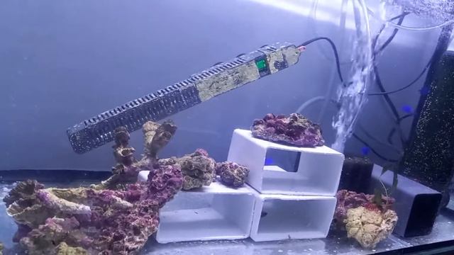 Springer damsels in observation 12/1/21 смотреть онлайн