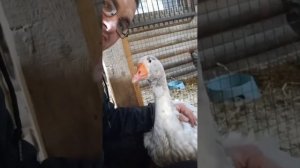Женя и очень общительный гусь Жора