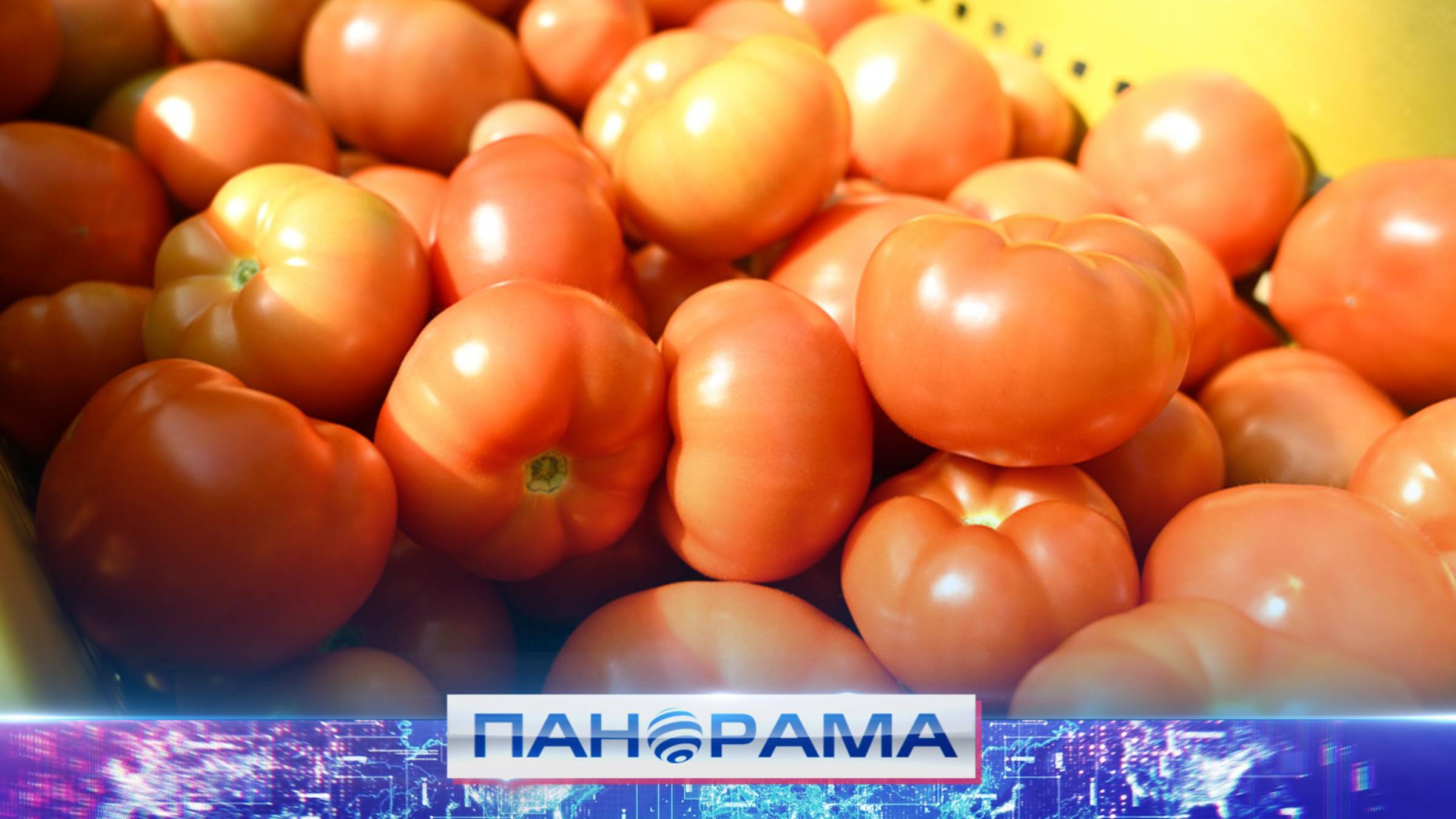 🍅Цена равно качество: полсотни саженцев томатов высадили в Зугрэсе!