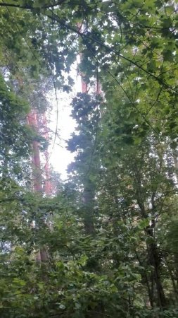 Загородный лес