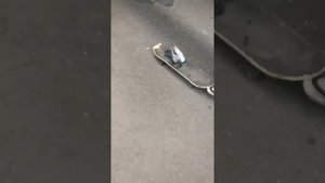ШОК! КАТАЕМ ГОЛУБЯ НА СКЕЙТЕ!