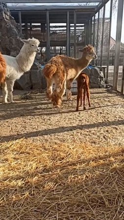 Малышка альпака со своей мамой и тетушками