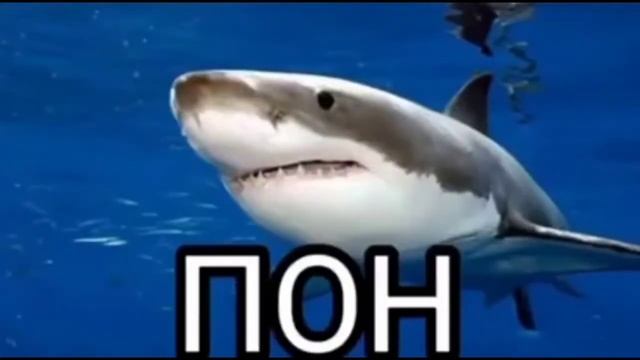 акула пон 228 я оцениваю разные походки доктора Ливси