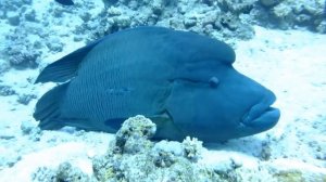 2012-10 Napoleon Wrasse - Sharks Bay