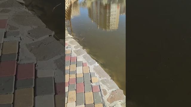 Магнитная рыбалка на пруду у дома.