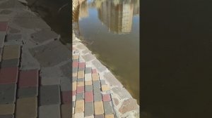 Магнитная рыбалка на пруду у дома.