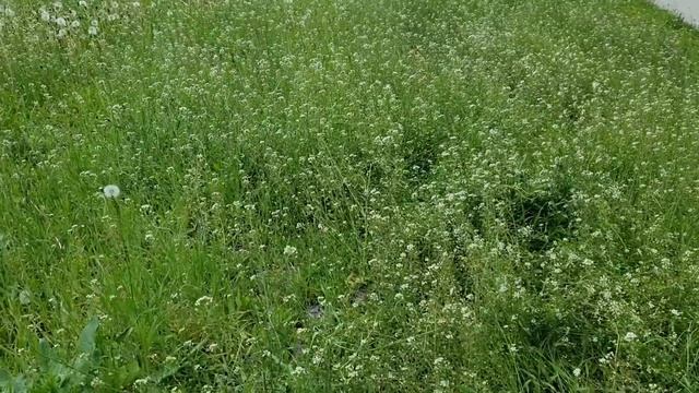 Луг смотреть онлайн