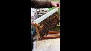 6.04.2025г. Сегодня на пасеке. Вырезал первый трутневый расплод.