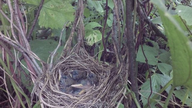 Камышовка садовая 170702 1 в Поганово 2017 07 15 GP4bML 5 смотреть онлайн