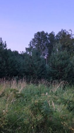 Вечерний парк