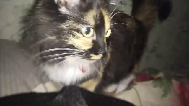 Кошка Рыся словно трактор! смотреть онлайн