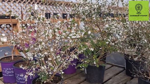 Обзор растения: Османтус Делавайи
Osmanthus delavayi