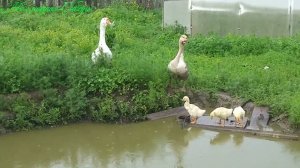 Почему гусята могут отставать в росте?