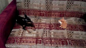 Говорящий хомяк и Бесстрашный Пёс (Talking Hamster vs. Brave Doggy)