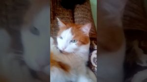 Песня про Гошу