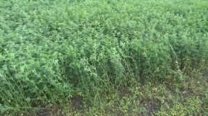 СЕНАЖ - Заготовка (люцерна) - Alfalfa haylage