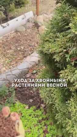 🤩Весна — важное время для ухода за хвойными деревьями и кустарниками.