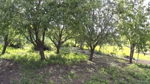 Деревенские будни  Купил корма  Посадила помидоры  Телята