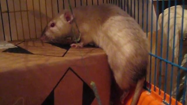 Подкидыш Максик смотреть онлайн