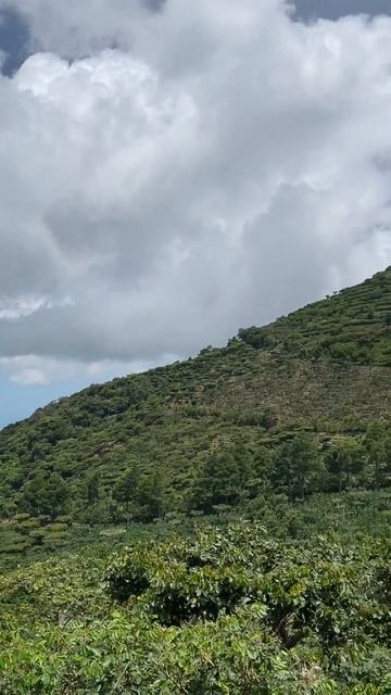 View of Coffee farm Los Pirineos El Salvador