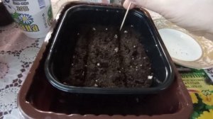 5 марта. Посев примулы грунтовой сорт Жёлтый великан.