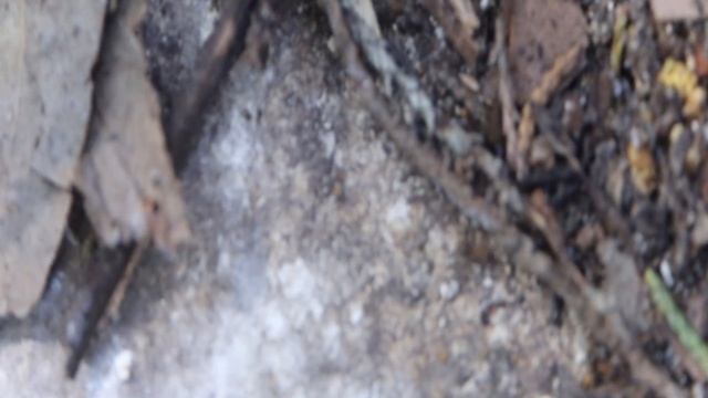 fourmis de l ile de Ré смотреть онлайн