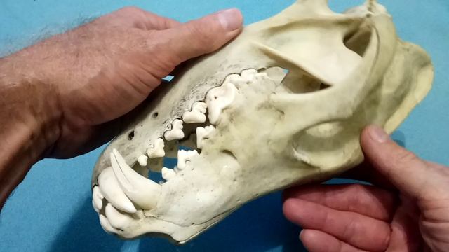 Череп волка. смотреть онлайн