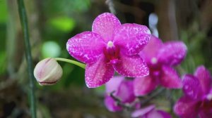 Любимой женщине